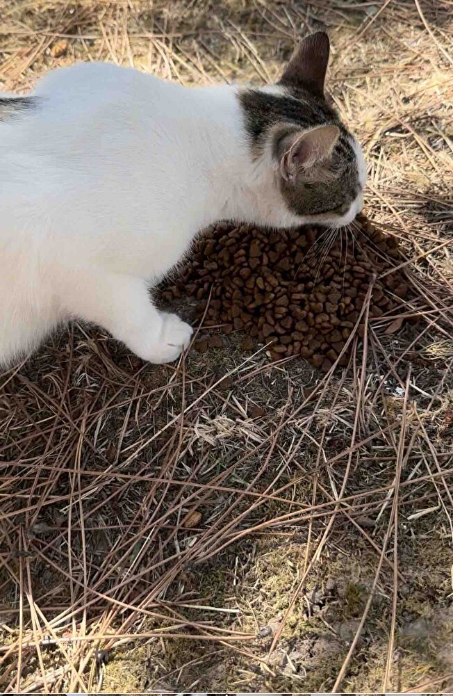 Sokak hayvanları için aldım severek yiyorlar