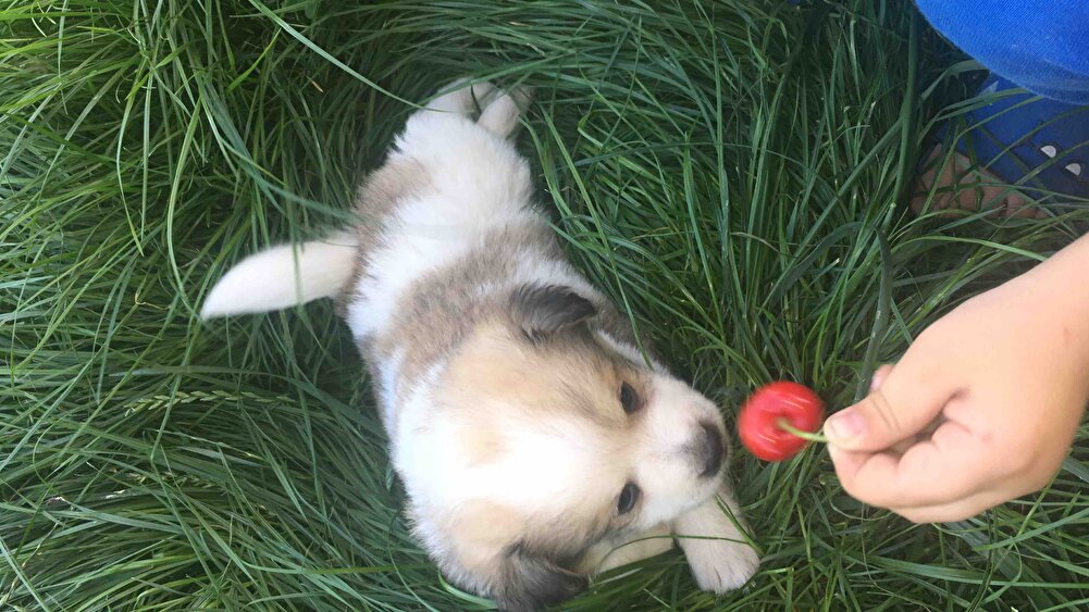 Babamın köpeğine aldım çok beğenmediler ama yiyorlar teşekkürler