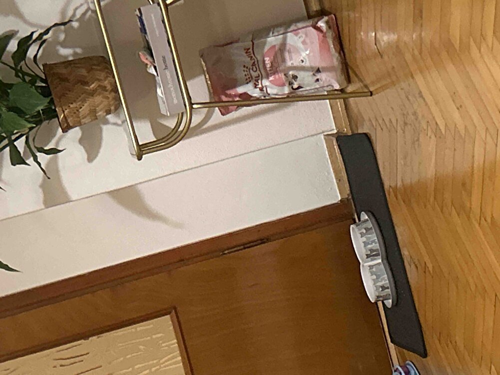 Karnı tok mutlu kedi