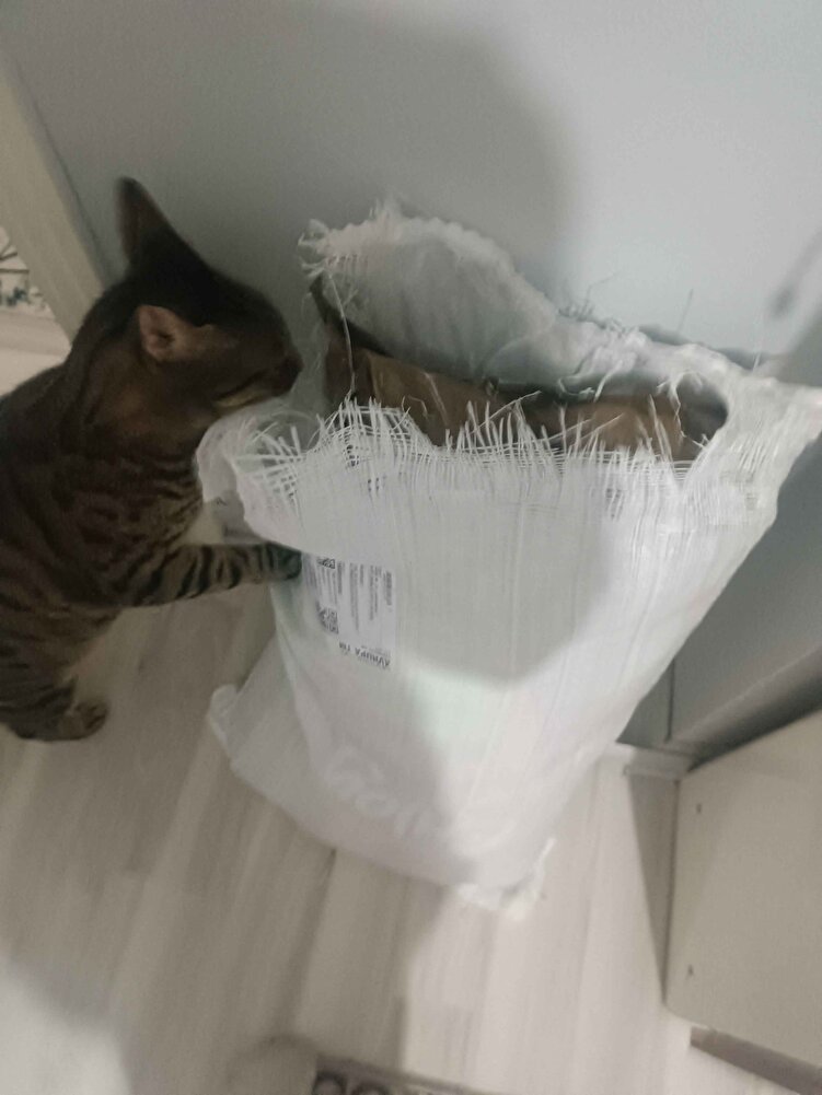 paketleme süperdi torba içinde geldi mamasıda çok güzel kokuyor kedim hemen yedi taze geldi teşekkür ederim gönül rahatlığıyla alabilirsiniz