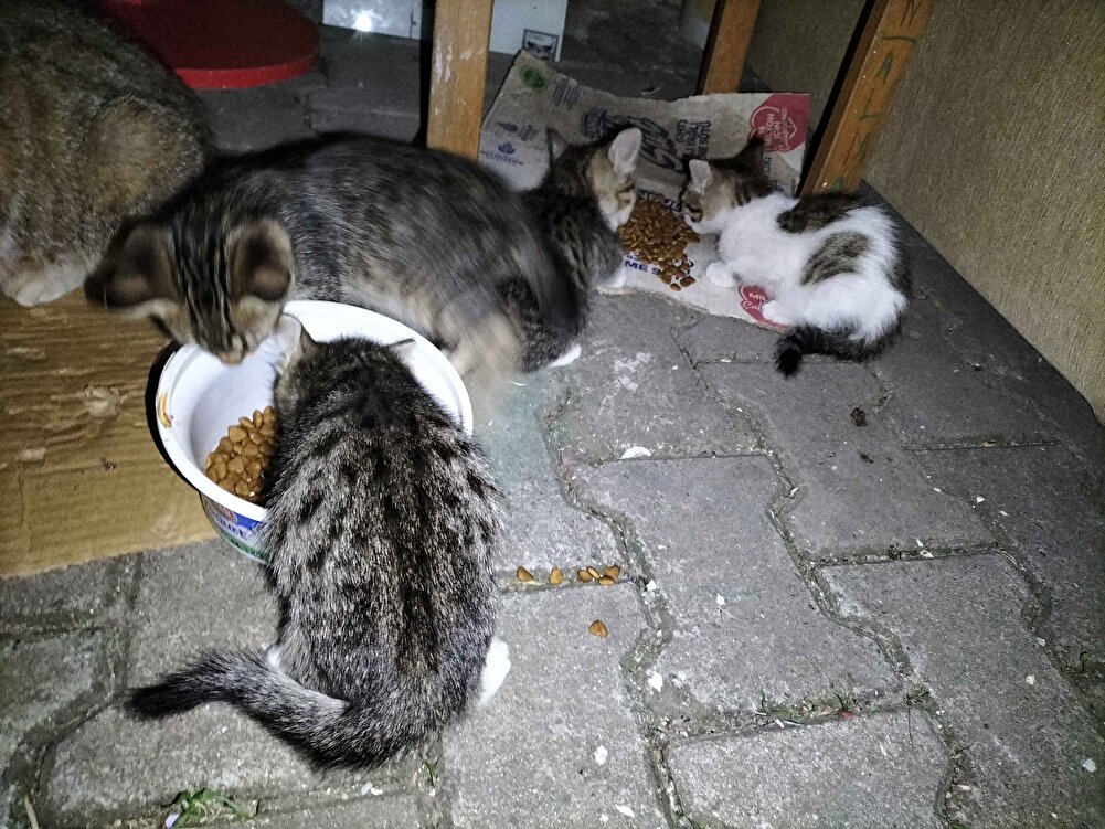 sokakta ki kediler, tavuklar, köpekler bayılıyor