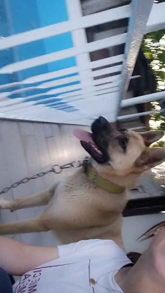 köpeğim sevdi