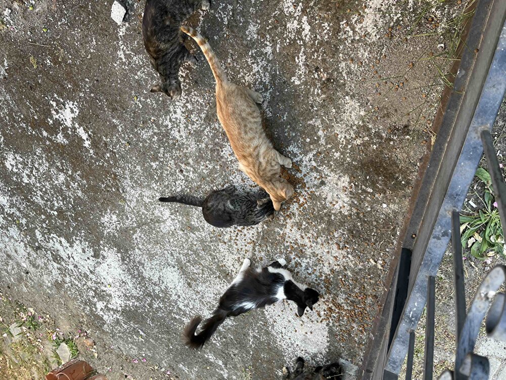 Kediler Severek Yiyor Sokak Hayvanları İçin Aldım…