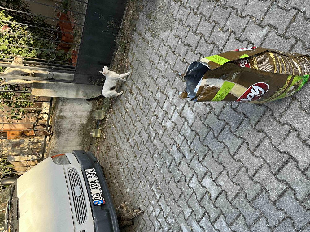 Kediler Severek Yiyor Sokak Hayvanları İçin Aldım…