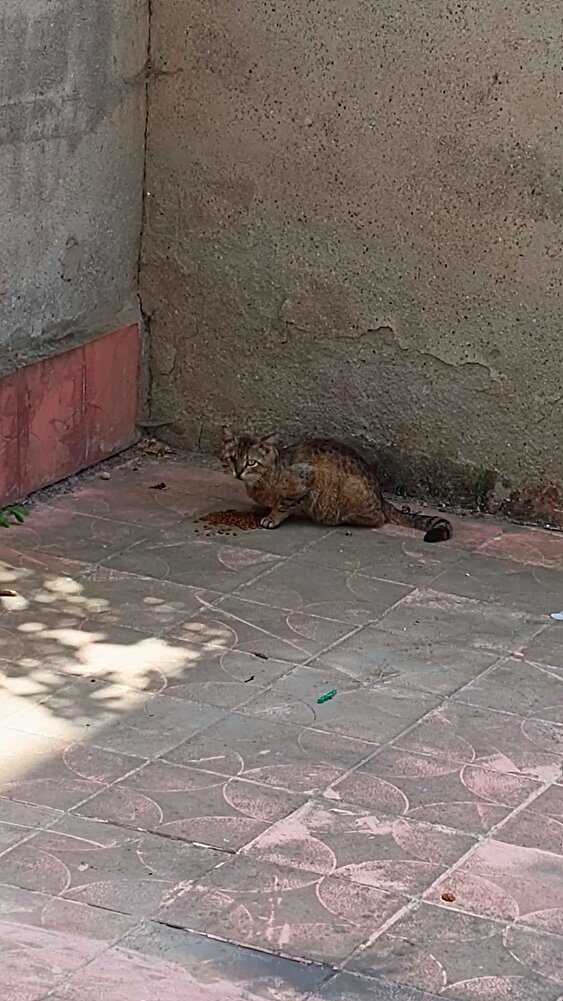 Sokak kedileri için aldım. Gayet güzel yiyorlar
