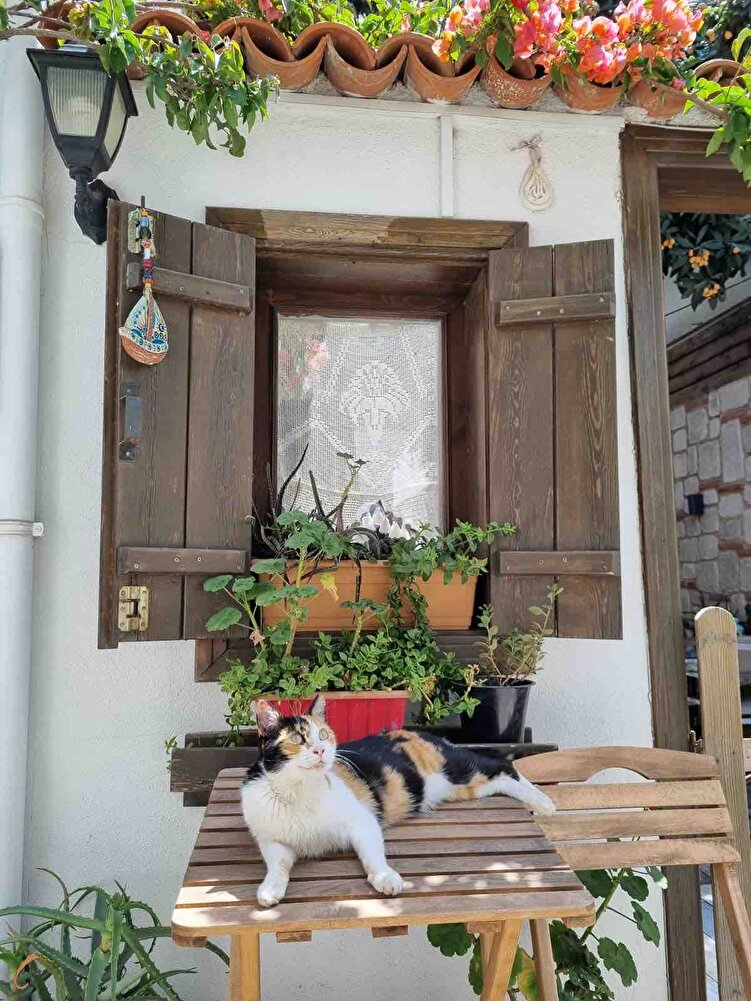 Kedim bu mamadan başka mama yemiyor