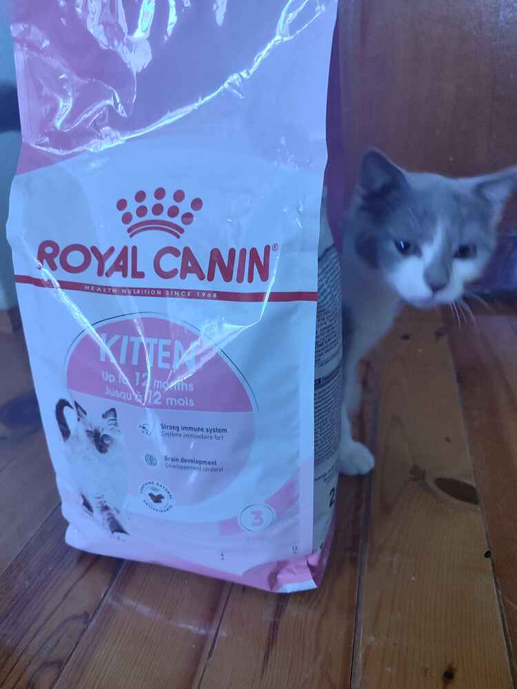 kedim enjoy kullanıyodu veteriner tavsiyesi ile bu mamayı aldık tüy dökülmeleri azaldı tavsiye ederim