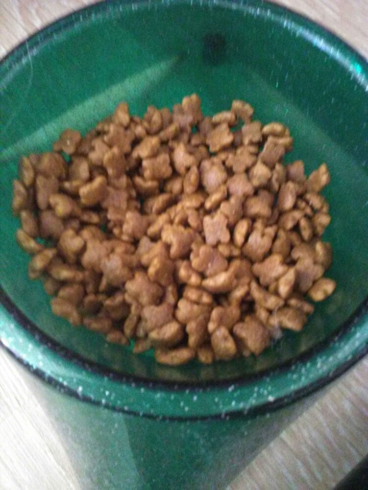 Miçomuzun en sevdiği😍😍