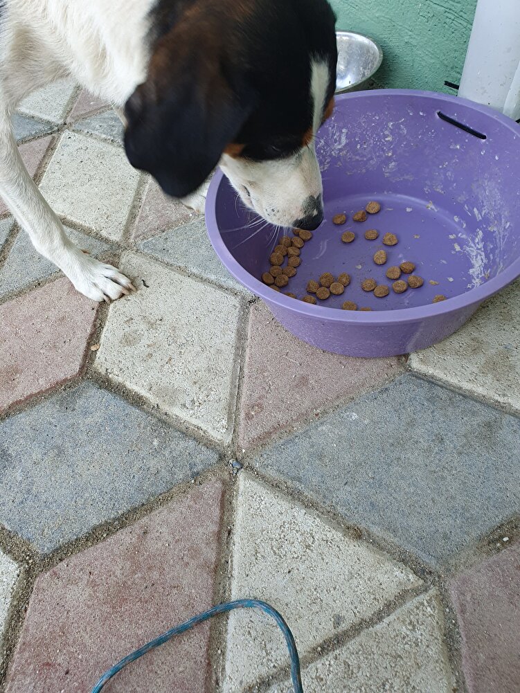 guzel paketlenmis severek yediler tskr ediyorum