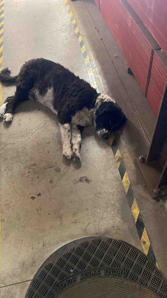 Sokaktaki canlar severek yiyor