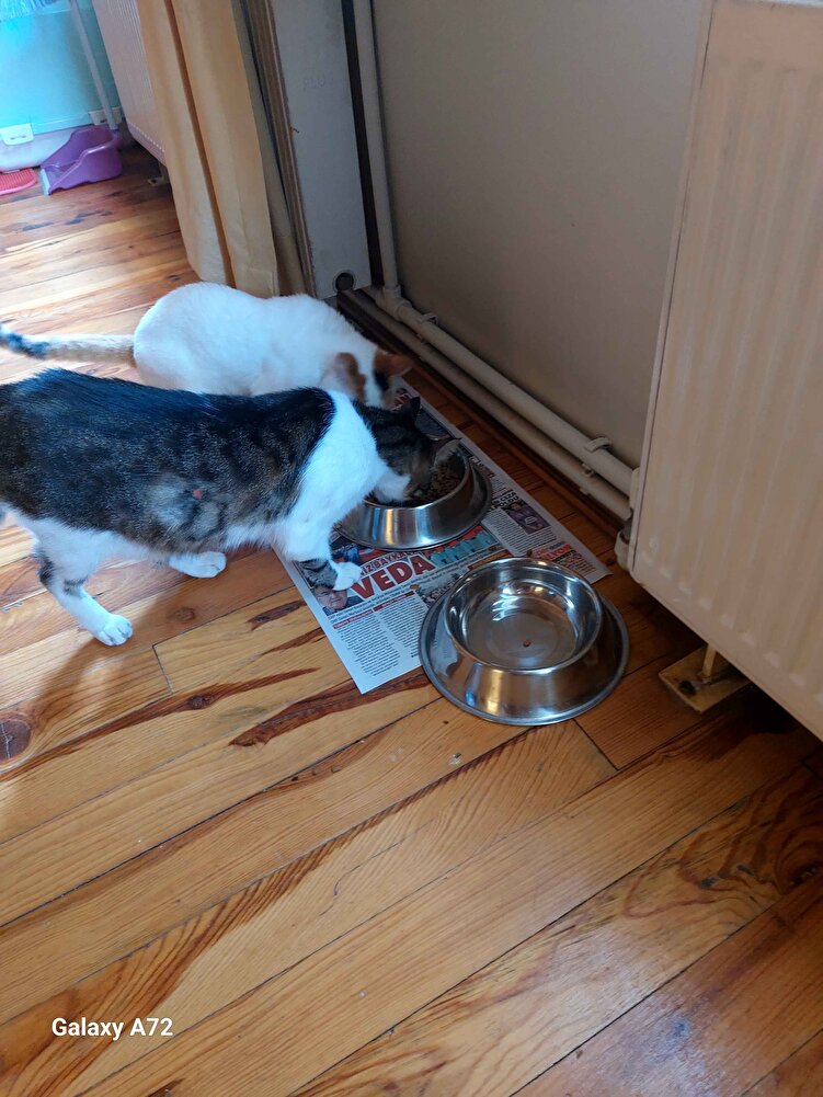 güzel görünüyor sevdiler