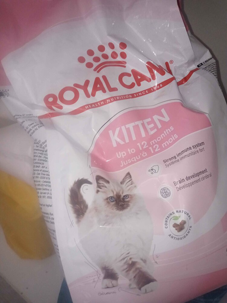 kedim çok sevdi mamayı