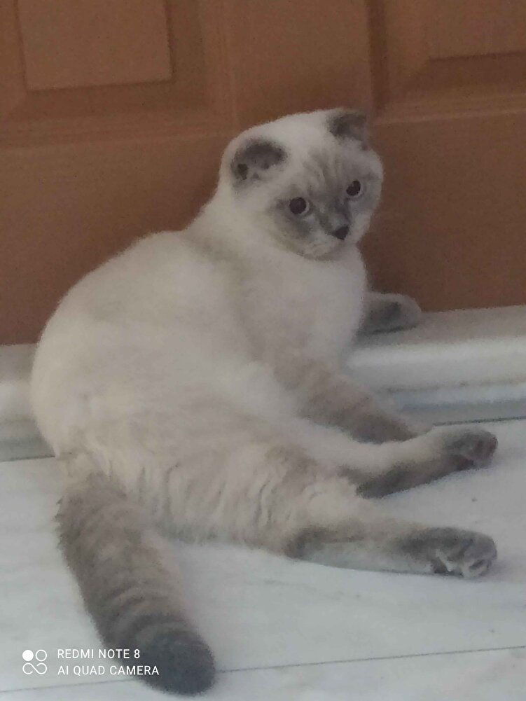 kedicim severek tüketiyor