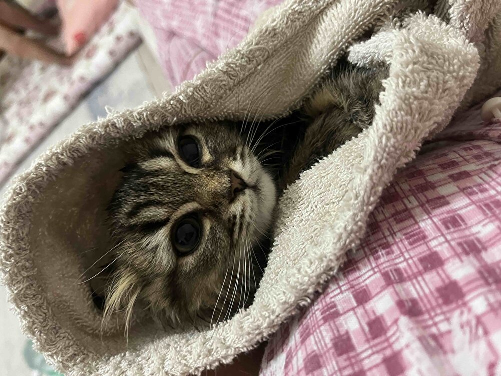 Ev kedilerime de sokak kedilerime de veriyorum hepsi yiyor