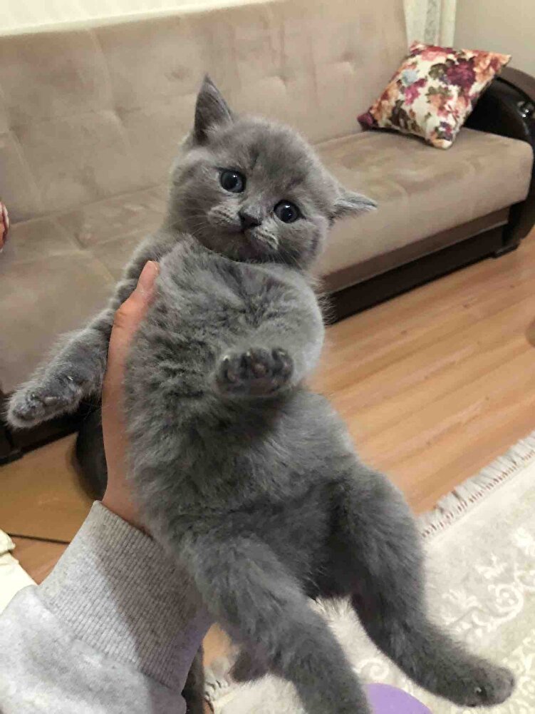 Kedim mamayı sevdi , bence güzel ama biraz pahalı