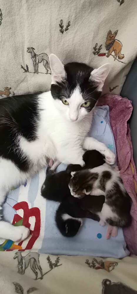 1 yıldır kedim için bu mamayı kullanıyoruz başka mama yemiyor bizimkisi çok güzel bitmededen stok yaptım yeni beşişleri oldu afiyetle yerler inşallah ❤️