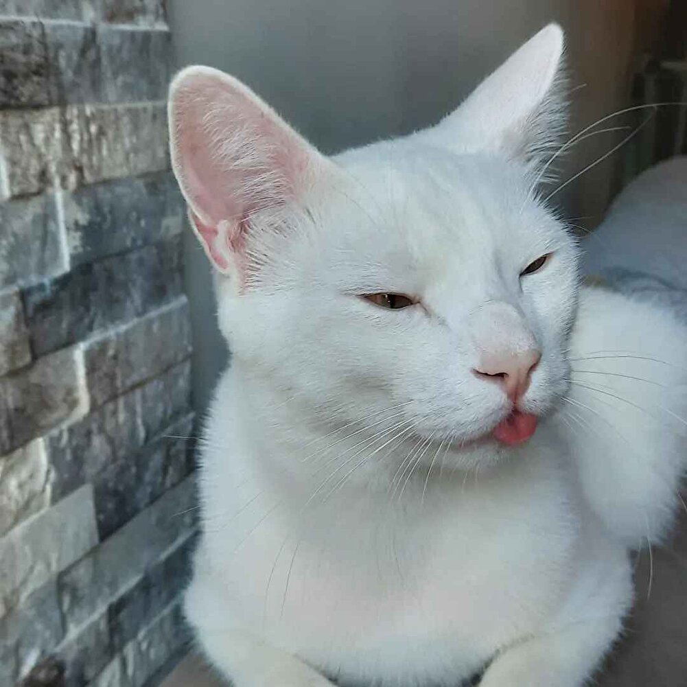 kedilerimizin sağlığı için çok iyi