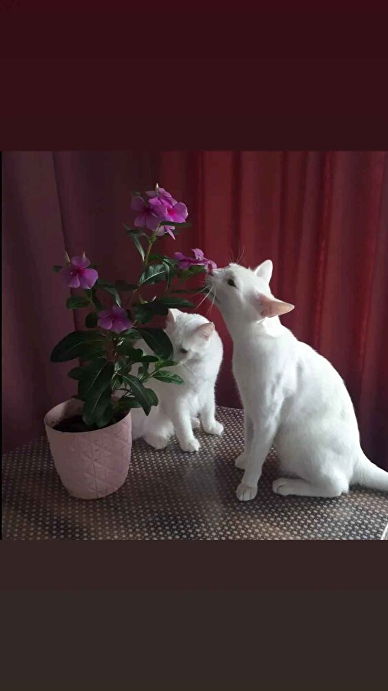 kedilerimizin sağlığı için çok iyi