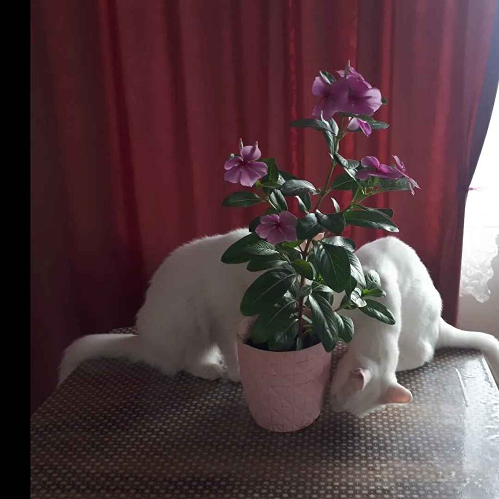 kedilerimizin sağlığı için çok iyi