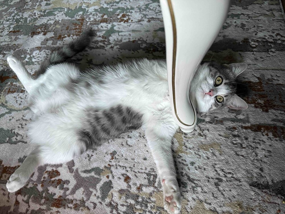 İlk tereddüt ederek almıştım ama kedim çok severek yiyor bazen sokaktaki kedilere de veriyorum bayılarak yiyorlar kargolama çok iyiydi çuvala koyulmuş tek hasar almadan elime ulaştı ilgi ve alakanızdan dolayı teşekkür ederim kedimiz bayıldı