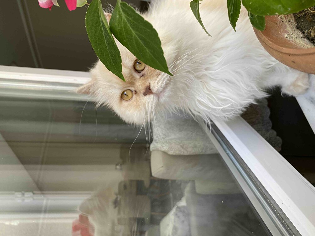 Kedim severek yediği nadir kuru mamalardan kargo sağlam geldi teşekkür ederiz