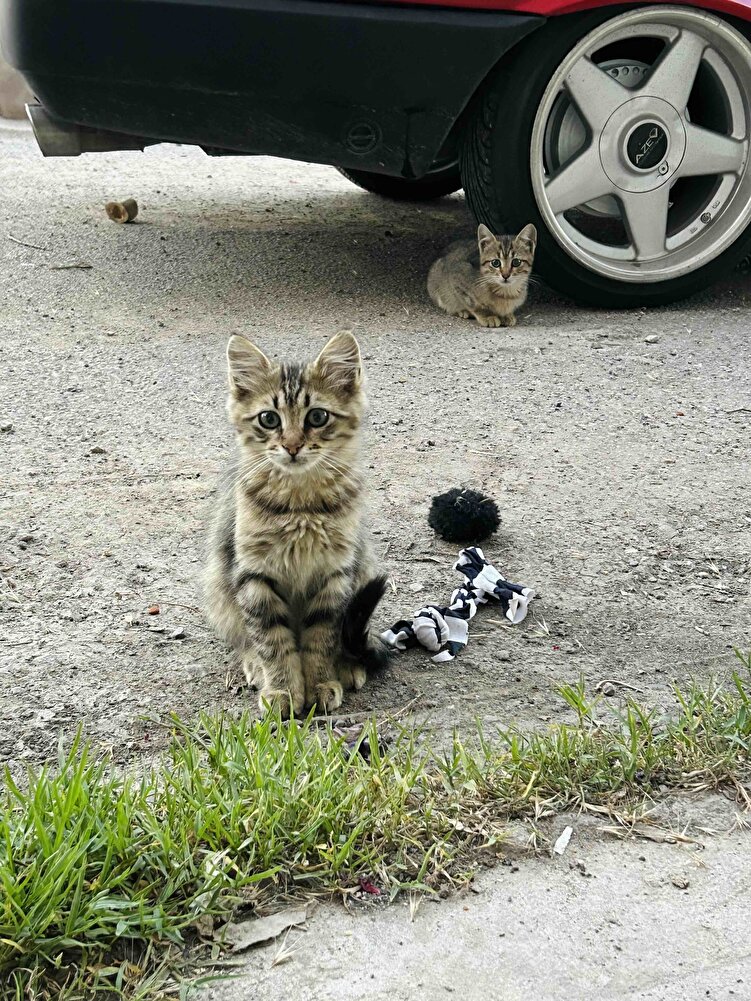 Sokak hayvanları için alıyorum severek yediler 💕