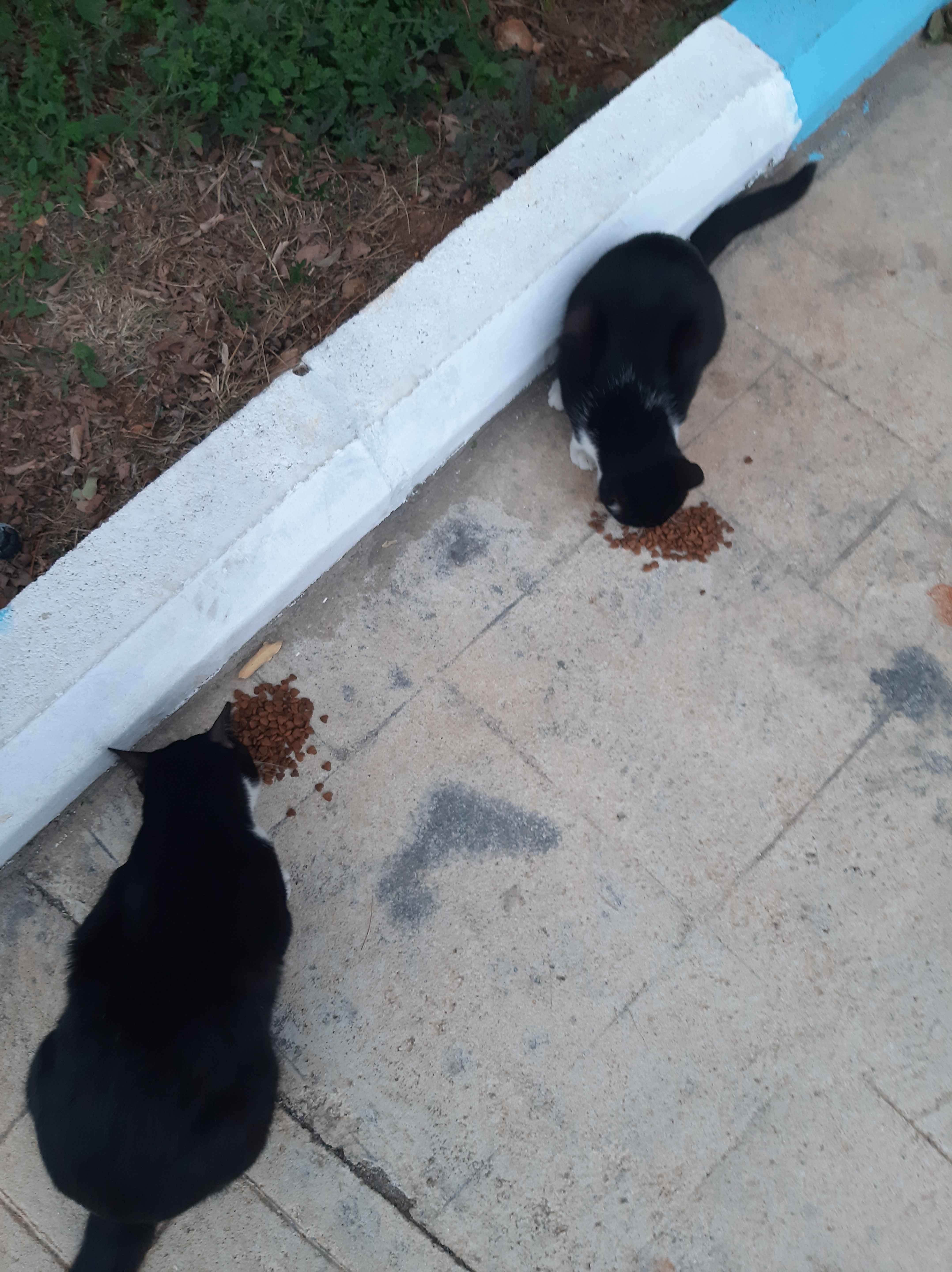 sokaktaki kedilerimiz için aldık severek yiyolar