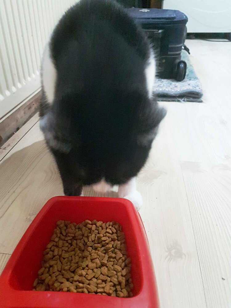 Fotoğraflarda görüldüğü gibi mama küçük taneli. Evlatlarımız tadına bakmak için sıraya girdi ve yediler. Satıcı iki ay önce üretilmiş taza paketi gönderdi. Pazartesi ögleden sonra verdiğim siparisi ayni gün kargoya verdi ve mama ertesi gün elime ulaştı. Gecen ay da aynı saticıdan proplan okyanus balıklı mama almıstım. Bir sorun yaşanadım. Satıcı hızli, ilgili ve sorulara hemen yanıt veriyor. Hem saticıya hem de Trendyola teşekkür ediyorum .