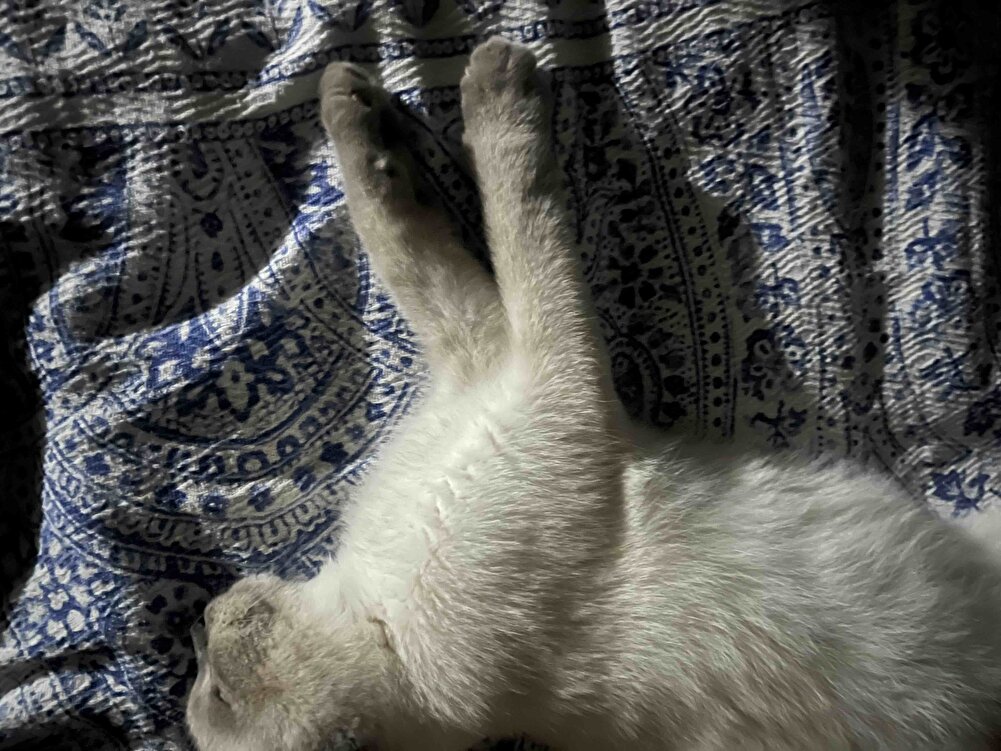 Kızçem bayıldı😂