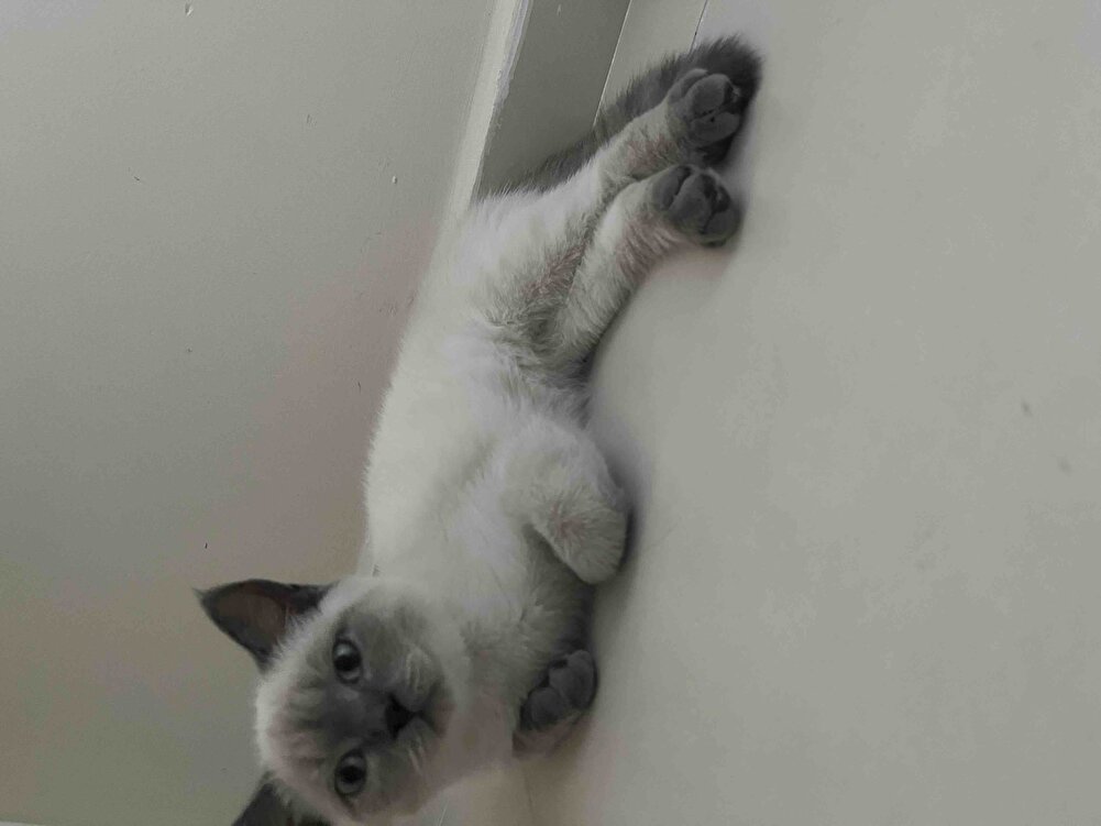 Kızçem bayıldı😂