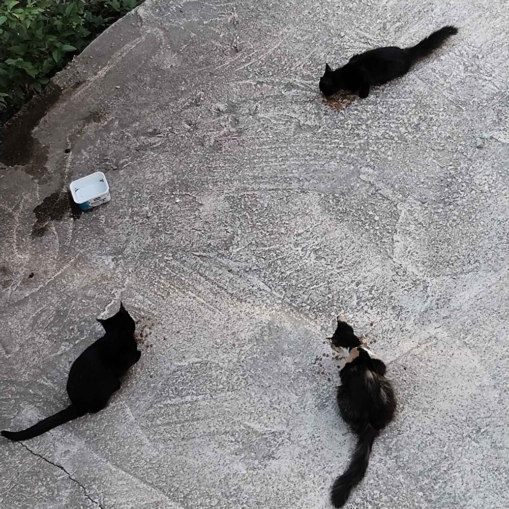 aynı ürün fiyatları içerisinde en uygun ve hızlı  teslimat hiç dusunmeden alın sokak patilerimize bizler sahip çıkacağız teşekkür