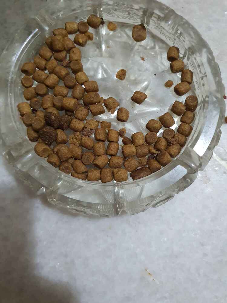 minik kedi severek yedi başarili urun resim için urun elimde yok başka urun fotoğrafi koydum.