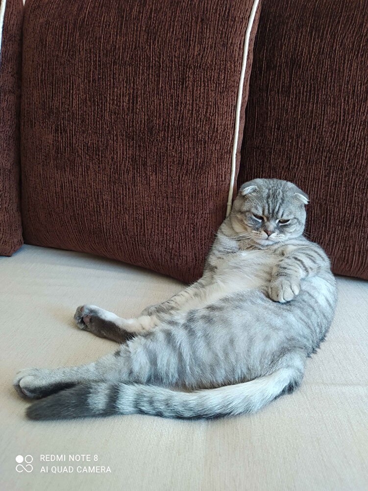 kedimiz çok memnun kilo aldrdi
