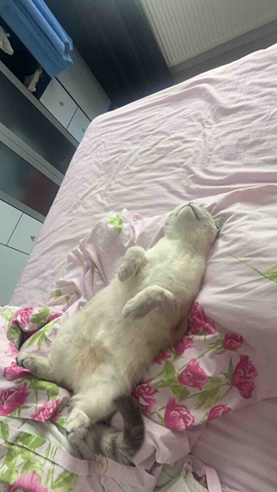 Kedim bayılarak yiyor