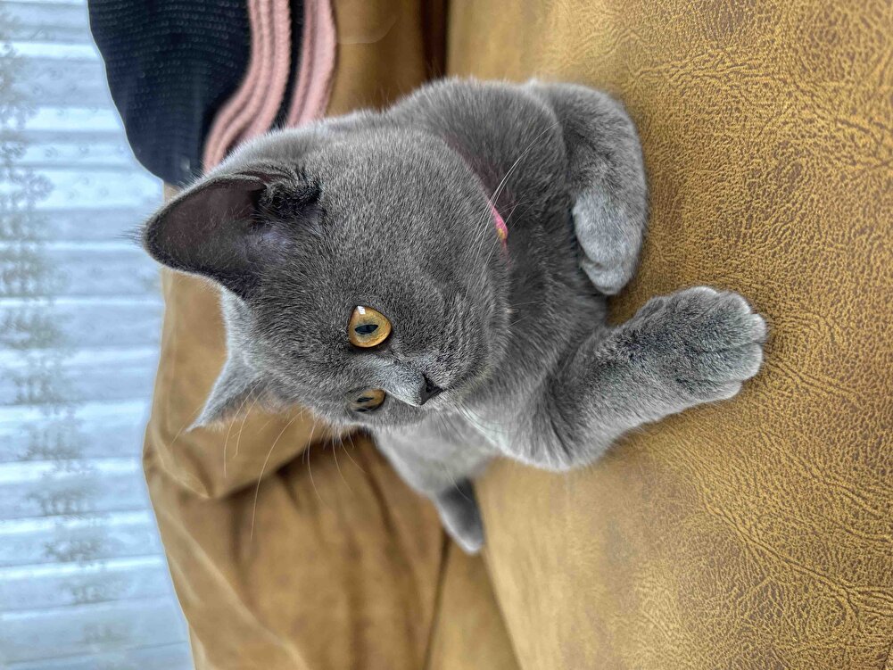 British cins severek yiyor