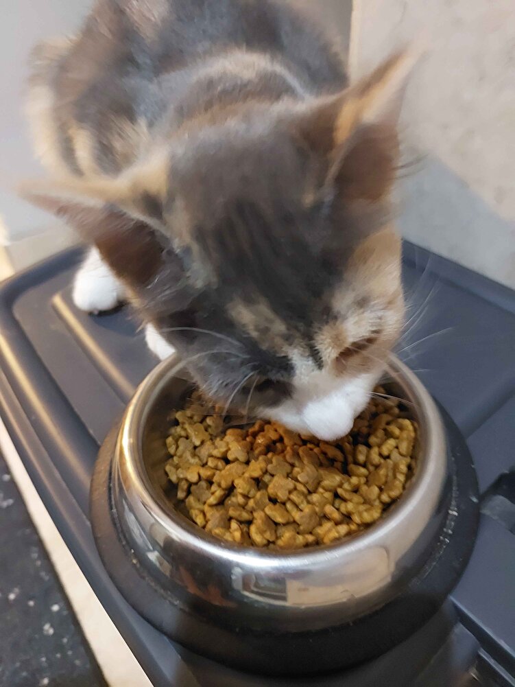 yavru kedim severek yiyor, orijinal ürün, iyi paketleme.