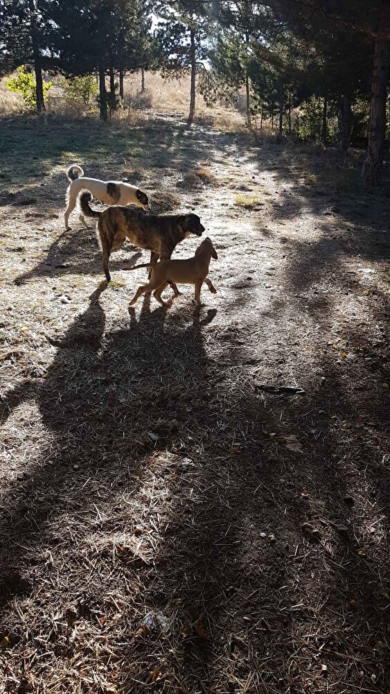 Çok memnun kaldığımız bir ürün ,firmaya kargo özeni için teşekkür ediyorum.