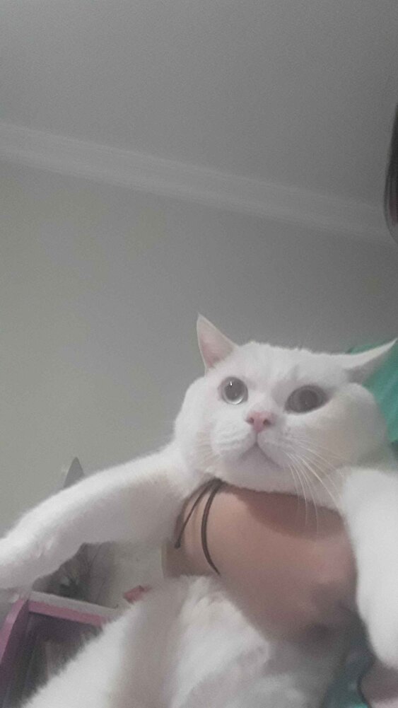 royal canin kalitesi hep aynı mama