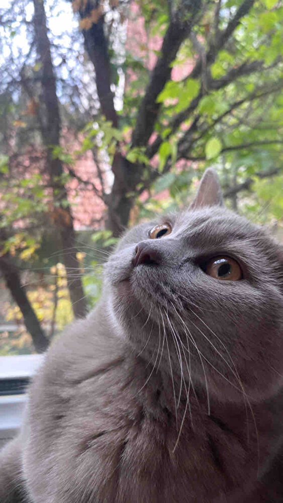 Kedim çok severek yiyor