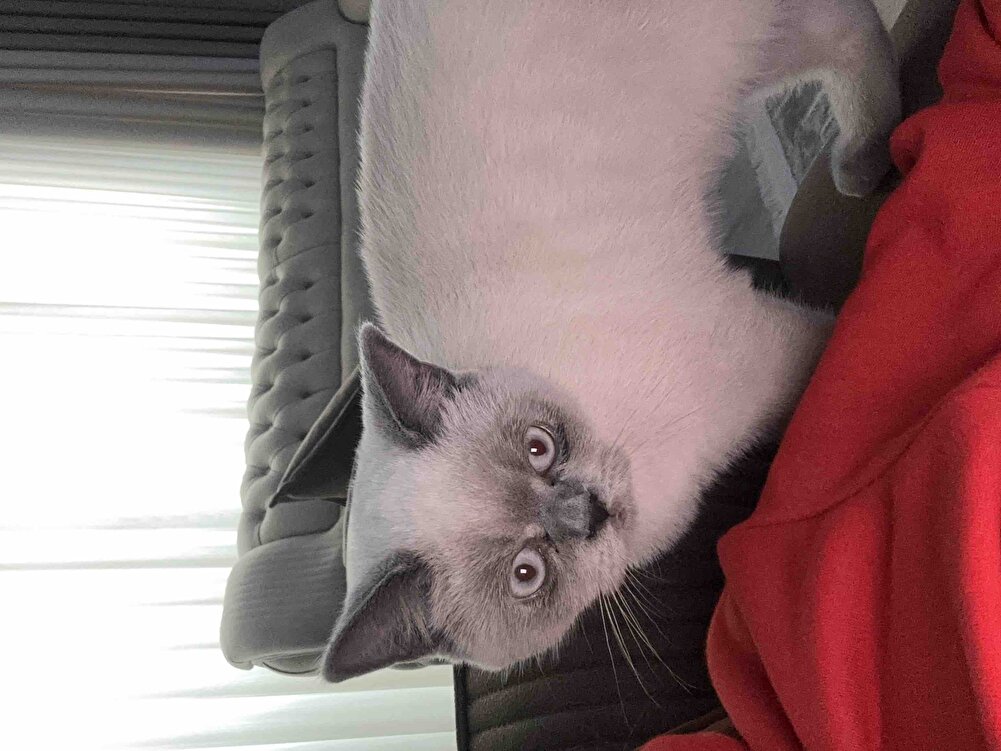 Kedim severek tüketiyor, Küppetten mamalarını söylüyorum. Çünkü son kullanma tarihleri 1 yıl sonra olarak geliyor. Bir tane 4 kiloluk bitirdik bu seferkini 2 kilo aldım çünkü kısırlaştırma işlemi sonrasında veteriner belki mamayı değiştirir diye düşündüm.