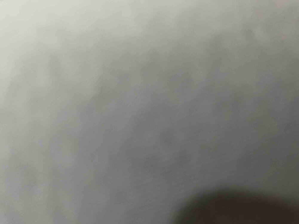 Kedimiz seviyor güzel