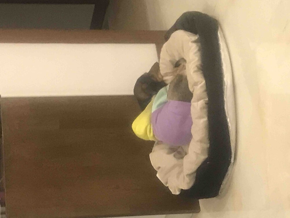 Her zaman aldığım mama