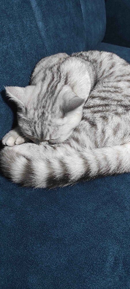 yumakla pamuk çok severek yiyorlar