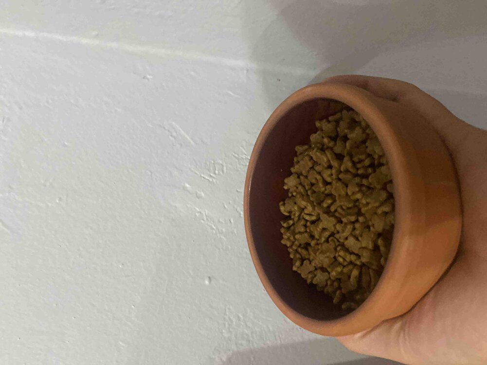 Kedim severek tüketiyor.