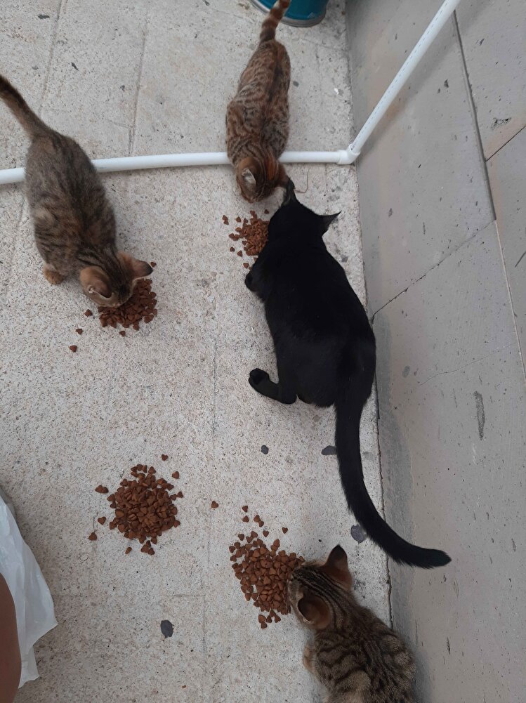 sokaktaki kedilerimiz için aldık severek yiyolar