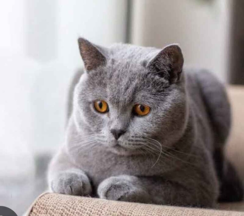 kedimiz severek yiyor