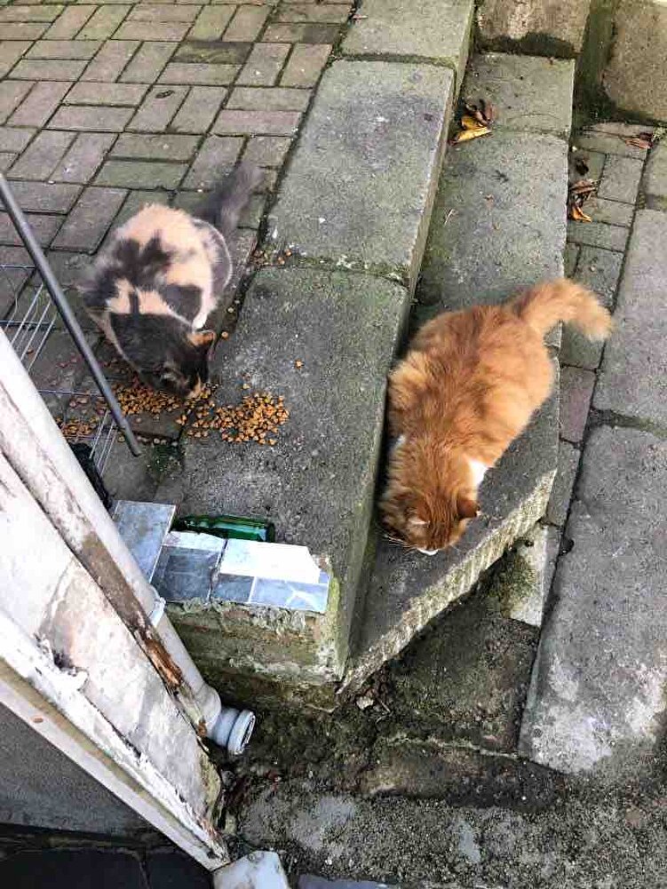Güzel yiyorlar beğendiler çoçuklarım bunu