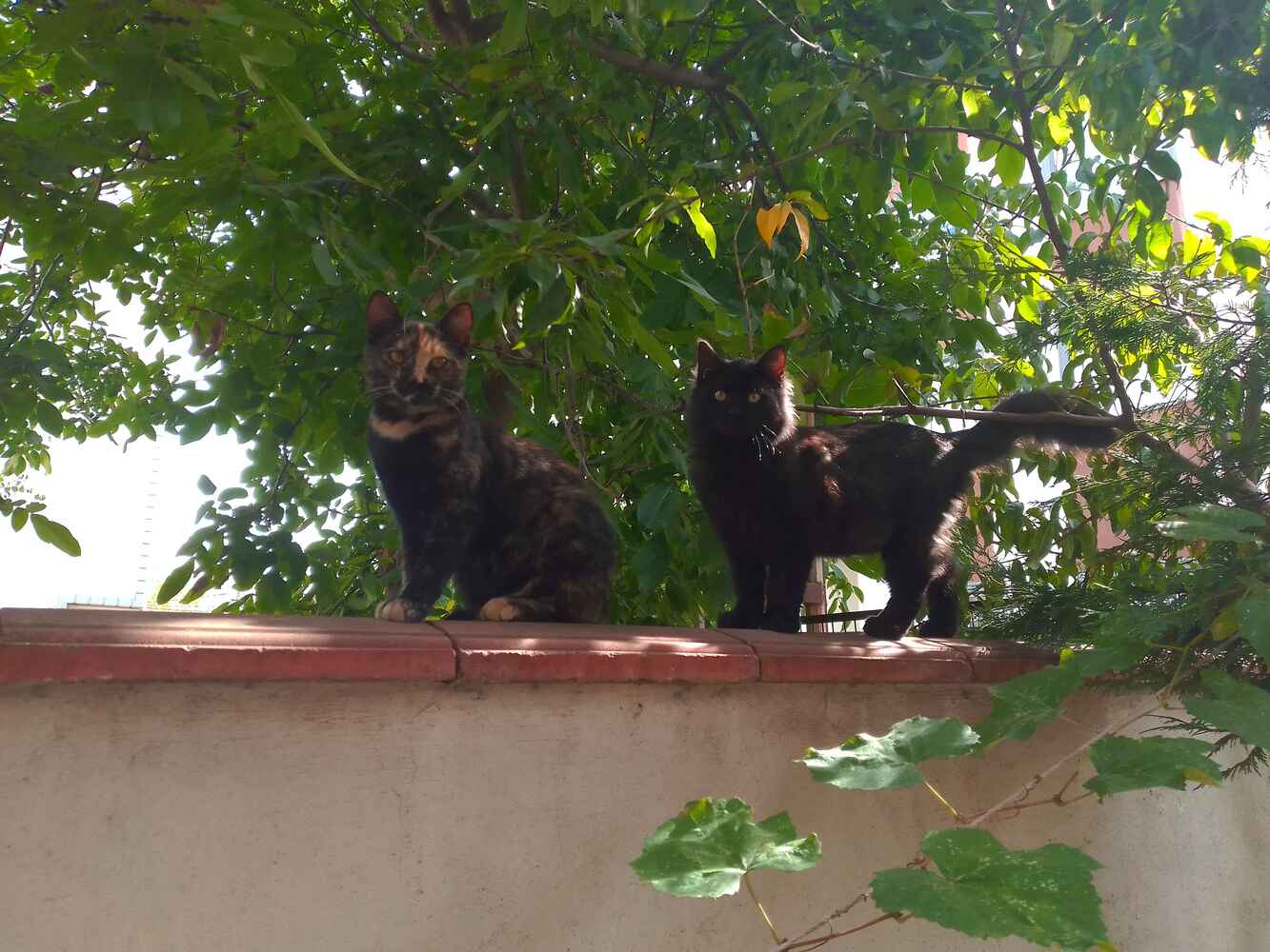 sokak kedileri severek yiyor