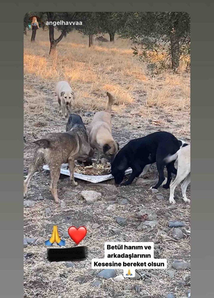 Sokak hayvaları için alıyorum, keşke biraz daha uygun olsa çok daha fazla alabilsek, ama diğer markalara göre gerçekten uygun ve garipler napsınn yiyecek bulamadıkları için mamalara saldırıyolar afiyetle yiyorlar