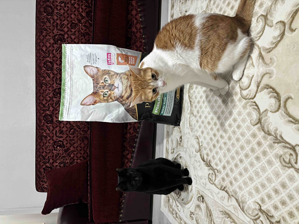 Yıllardır kedilerim için kullandığım marka, kısırlaştırma ameliyatı sonrası kendilerini toparladıktan sonra direkt Pro Plan Somonlu Kısırlaştırılmış kedi mamasına geçtik.